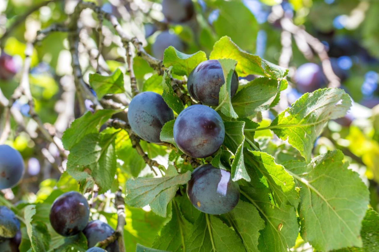 Fruehaufhof Lägenhet Barbiano  Exteriör bild